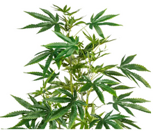 Load image into Gallery viewer, sugavision sugarifa cannabis prop fake cannabis faux marijuana artificial hemp plant.
