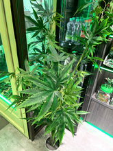 Load image into Gallery viewer, sugavision sugarifa cannabis prop fake cannabis faux marijuana artificial hemp plant. tore entrance wide