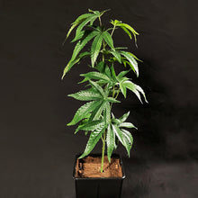 Load image into Gallery viewer, Sugavision's SugaModula 1 Unit - display suggestion in a plant pot sugavision cannabis prop fake cannabis faux marijuana artificial hemp plant