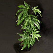 Load image into Gallery viewer, sugavision cannabis prop fake cannabis faux marijuana artificial hemp plant. Sugamodula 1 branch sugavision cannabis prop fake cannabis faux marijuana artificial hemp plant