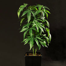 Load image into Gallery viewer, Sugavision's SugaModula 2 Units - display suggestion in a plant pot. sugavision cannabis prop fake cannabis faux marijuana artificial hemp plant