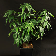 Load image into Gallery viewer, Sugavision's SugaModula 3 Units - display suggestion in a plant pot. sugavision cannabis prop fake cannabis faux marijuana artificial hemp plan