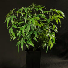 Load image into Gallery viewer, Sugavision's SugaModula 4 Units - display suggestion in a plant pot. sugavision cannabis prop fake cannabis faux marijuana artificial hemp plant