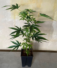 Load image into Gallery viewer, SugaPop 80cm/32inch Artificial Flowering Marijuana Faux Cannabis Hemp Replica Plant in Pot