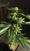 Load image into Gallery viewer, SugaPop 80cm/32inch Artificial Flowering Marijuana Faux Cannabis Hemp Replica Plant in Pot