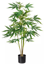 Load image into Gallery viewer, A 90cm 3ft tall Pre-flowering cannabis plant with 4 main stems covered in lush leafy vegetation.