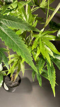 Load image into Gallery viewer, A close-up of SugaBushy leafy foliage, a faux cannabis plant with 4 main stems by Sugavision