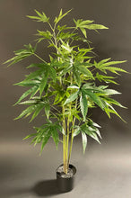 Load image into Gallery viewer, A 90cm 3ft tall Pre-flowering cannabis plant with 4 main stems covered in lush leafy vegetation.
