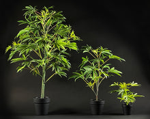 Load image into Gallery viewer, Relative size comparison in side views of Sugavision's SugaLush, SugaStar and SugaCute. sugavision cannabis prop fake cannabis faux marijuana artificial hemp plant