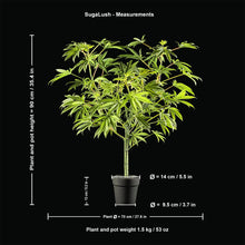 Load image into Gallery viewer, All the plant and pot measurements for Sugavision's SugaLush tree in pot. sugavision cannabis prop fake cannabis faux marijuana artificial hemp plant
