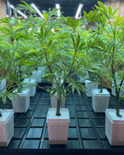 Load image into Gallery viewer, Centre detail image of Sugavision's SugaLush set of trees in white Idrolab pots on Idro grow lab rack. sugavision cannabis prop fake cannabis faux marijuana artificial hemp plant