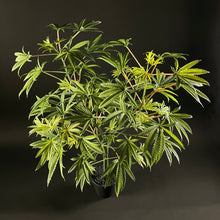 Load image into Gallery viewer, Sugavision's SugaLush tree downward angle view. sugavision cannabis prop fake cannabis faux marijuana artificial hemp plant