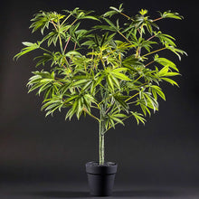 Load image into Gallery viewer, Sugavision's SugaLush tree key image front view. sugavision cannabis prop fake cannabis faux marijuana artificial hemp plant