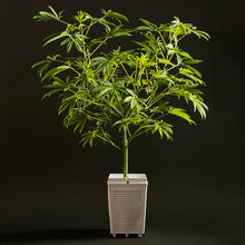 Load image into Gallery viewer, Front view of SugaLush tree in hydroponic Idrolab pot and cap. sugavision cannabis prop fake cannabis faux marijuana artificial hemp plant