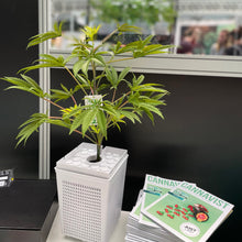 Load image into Gallery viewer, SugaStar plant in white idrolab hydroponic pot and cap at The CBD Show London. sugavision cannabis prop fake cannabis faux marijuana artificial hemp plant.
