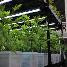 Load image into Gallery viewer, SugaStar plants in two rows on Idro grow lab vertical shelving system.sugavision cannabis prop fake cannabis faux marijuana artificial hemp plant.

