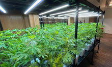 Load image into Gallery viewer, Side angle view onto Sugavision's SugaLush trees dressed onto Idrolab vertical grow lab with grow lights above, at The CBD Show London. sugavision cannabis prop fake cannabis faux marijuana artificial hemp plant