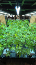 Load image into Gallery viewer, Central mirror shot of Sugavision's SugaLush trees dressed onto Idrolab vertical grow lab with grow lights above, at The CBD Show London.sugavision cannabis prop fake cannabis faux marijuana artificial hemp plant