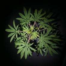 Load image into Gallery viewer, Birdseye view onto SugaStar plant in pot. sugavision cannabis prop fake cannabis faux marijuana artificial hemp plant.
