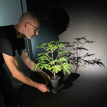 Load image into Gallery viewer, Julian placing SugaStar on a turn table for a photoshoot. sugavision cannabis prop fake cannabis faux marijuana artificial hemp plant.
