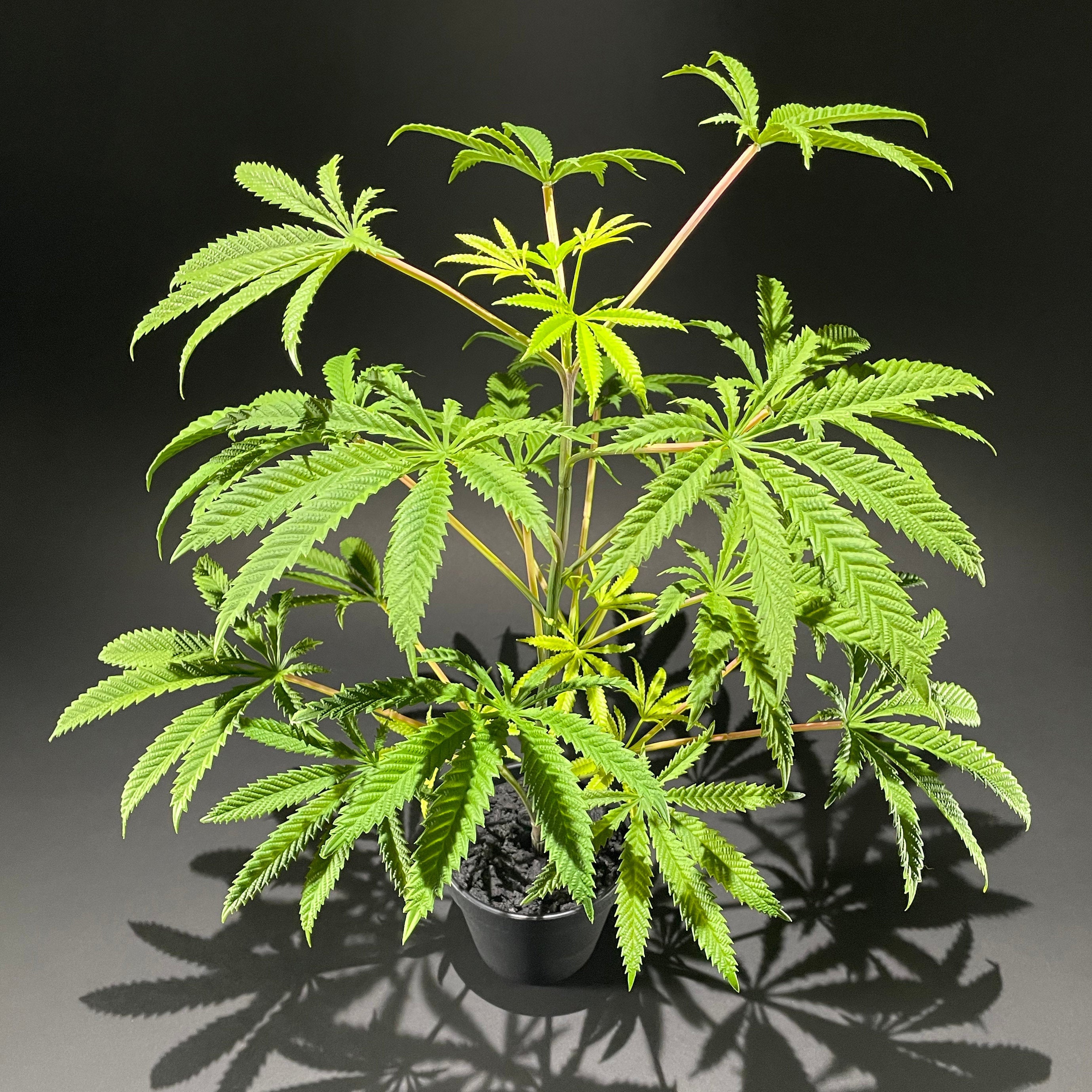 SugaStar 22inch/55cm Faux Cannabis Hemp Replica Plant in Pot Sugavision