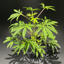 Load image into Gallery viewer, Sugavision&#39;s SugaStar key image. sugavision cannabis prop fake cannabis faux marijuana artificial hemp plant.
