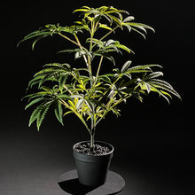 Load image into Gallery viewer, Sugavision&#39;s SugaStar in pot side view. sugavision cannabis prop fake cannabis faux marijuana artificial hemp plant.

