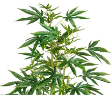 Load image into Gallery viewer, sugavision sugarifa cannabis prop fake cannabis faux marijuana artificial hemp plant.
