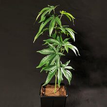 Load image into Gallery viewer, Sugavision&#39;s SugaModula 1 Unit - display suggestion in a plant pot
