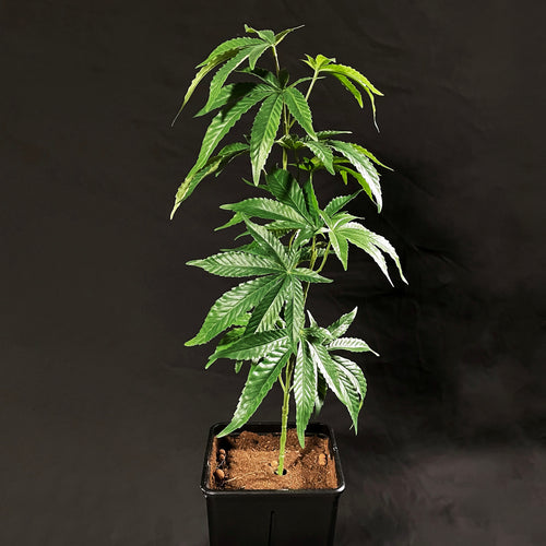 Sugavision's SugaModula 1 Unit - display suggestion in a plant pot sugavision cannabis prop fake cannabis faux marijuana artificial hemp plant
