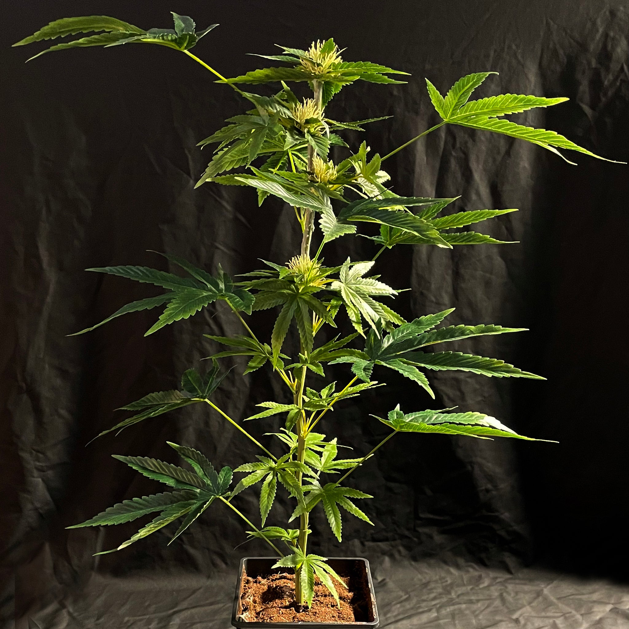 SugaStar 55cm/22inch Artificial Marijuana Faux Cannabis Hemp 2024 Replica Plant in Pot