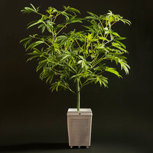 Load image into Gallery viewer, Front view of SugaLush tree in hydroponic Idrolab pot and cap.
