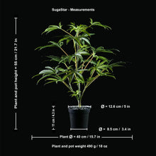 Load image into Gallery viewer, All plant and pot measurements for Sugavision&#39;s SugaStar plant in pot.

