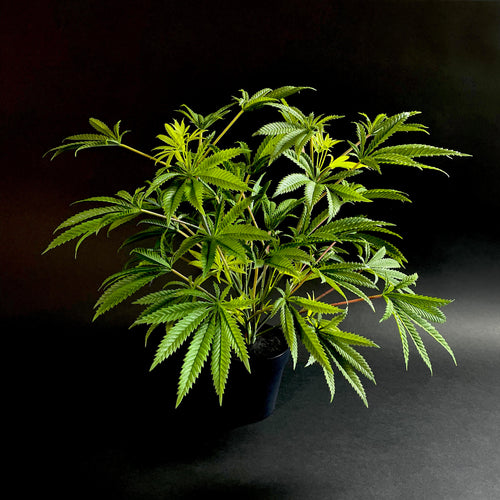 Sugavision's SugaNova plant in pot from top down side view.  sugavision cannabis prop fake cannabis faux marijuana artificial hemp plant