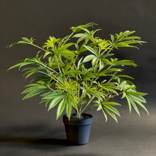 Load image into Gallery viewer, Sugavision&#39;s SugaNova plant in pot from side view. sugavision cannabis prop fake cannabis faux marijuana artificial hemp plant
