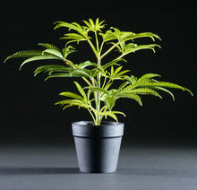 Load image into Gallery viewer, SugaCute 10inch/25cm Faux Cannabis Hemp Replica Plant in Pot
